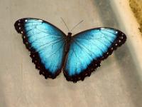 Blauer Morphofalter - Schmetterlingsgarten Icod de los Vinos